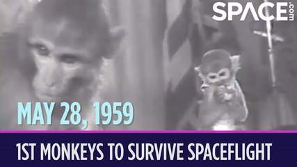 OTD In Space - May 28: Able And Baker Become 1st Monkeys To Survive Spaceflight