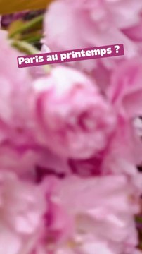 Les fleurs de cerisier, c’est la magie du printemps 🌸!©️ Crédit : @petitmauda @happy_marussia_👉🏻 Abonne-toi au Petit Mauda pour plus d'inspiration ! 🌳