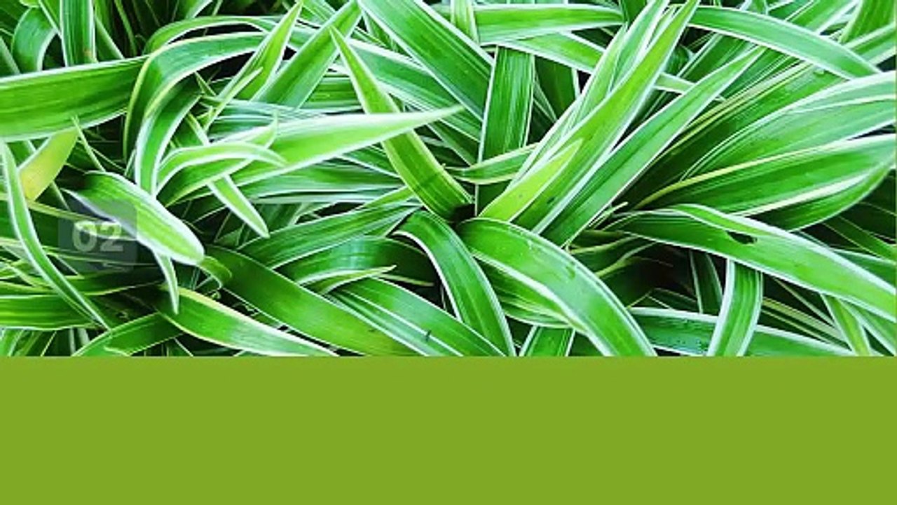 Pensacola Spring Plant Favorites for Your Interior Landscape
