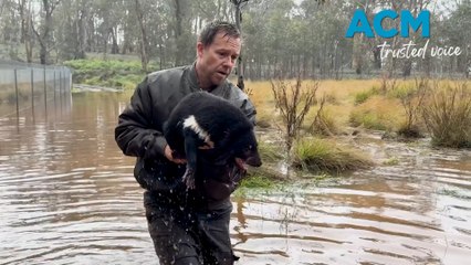 Aussie wildlife return home as flood recovery begins for wildlife sanctuary