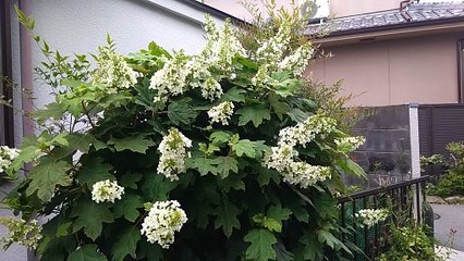 アジサイ
