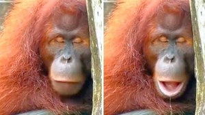 爆笑影片：試著不要被這隻昏昏欲睡的紅毛猩猩逗笑