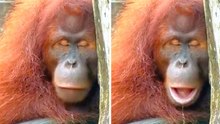 爆笑影片：試著不要被這隻昏昏欲睡的紅毛猩猩逗笑
