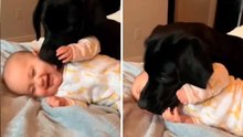 超萌影片：狗狗與嬰兒的互動畫面暖心又可愛