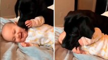 Süßes Video mit Hunden und Babys wird dein Herz erwärmen