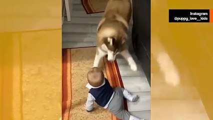 Söpö video koirien ja vauvojen vuorovaikutuksesta sulattaa sydämesi