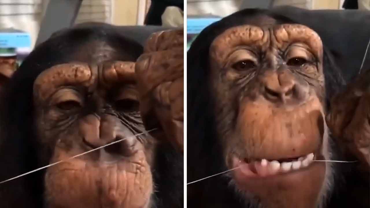 Lustiges Video zeigt Schimpansen bei der Zahnpflege