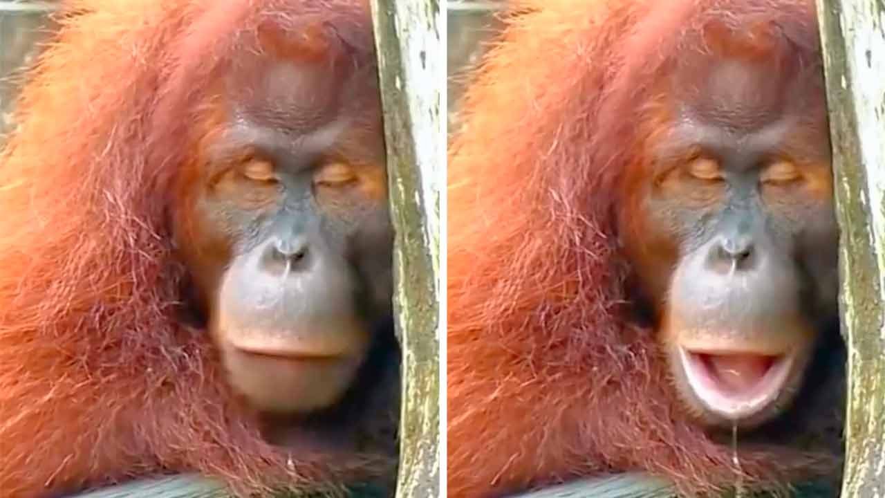 Lustiges Video: Versuch nicht zu lachen über diesen schläfrigen Orang-Utan