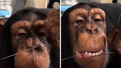 Hilarious video shows chimpanzee taking care of dental hygiene
