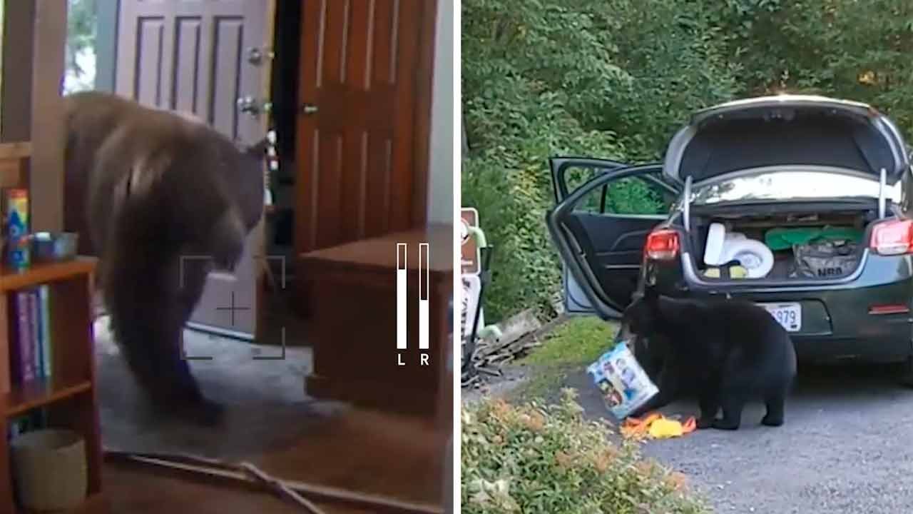Shocking video shows bears destroying homes and stealing food