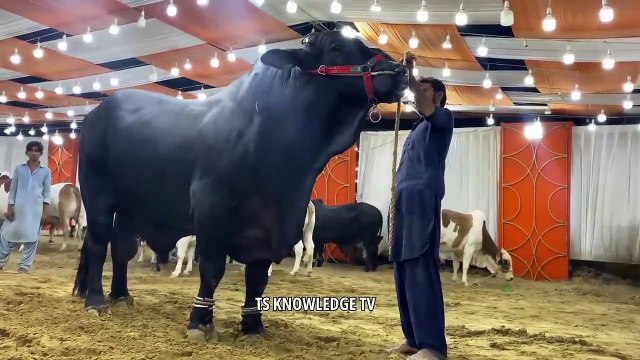 Biggest Black Bulls of 2024-25 ll Marjan Cattle Farm #cattle #mandi #bull #cow #bakramandi #qurbani