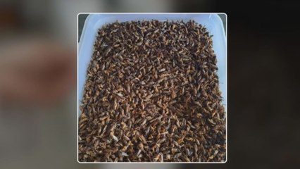 En Panamá, estudiantes de Udelas elaboran harina a base de grillos para preparar galletas y pastas