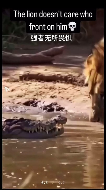 Funny Animal Videos - Funniest Kittens - Cats And