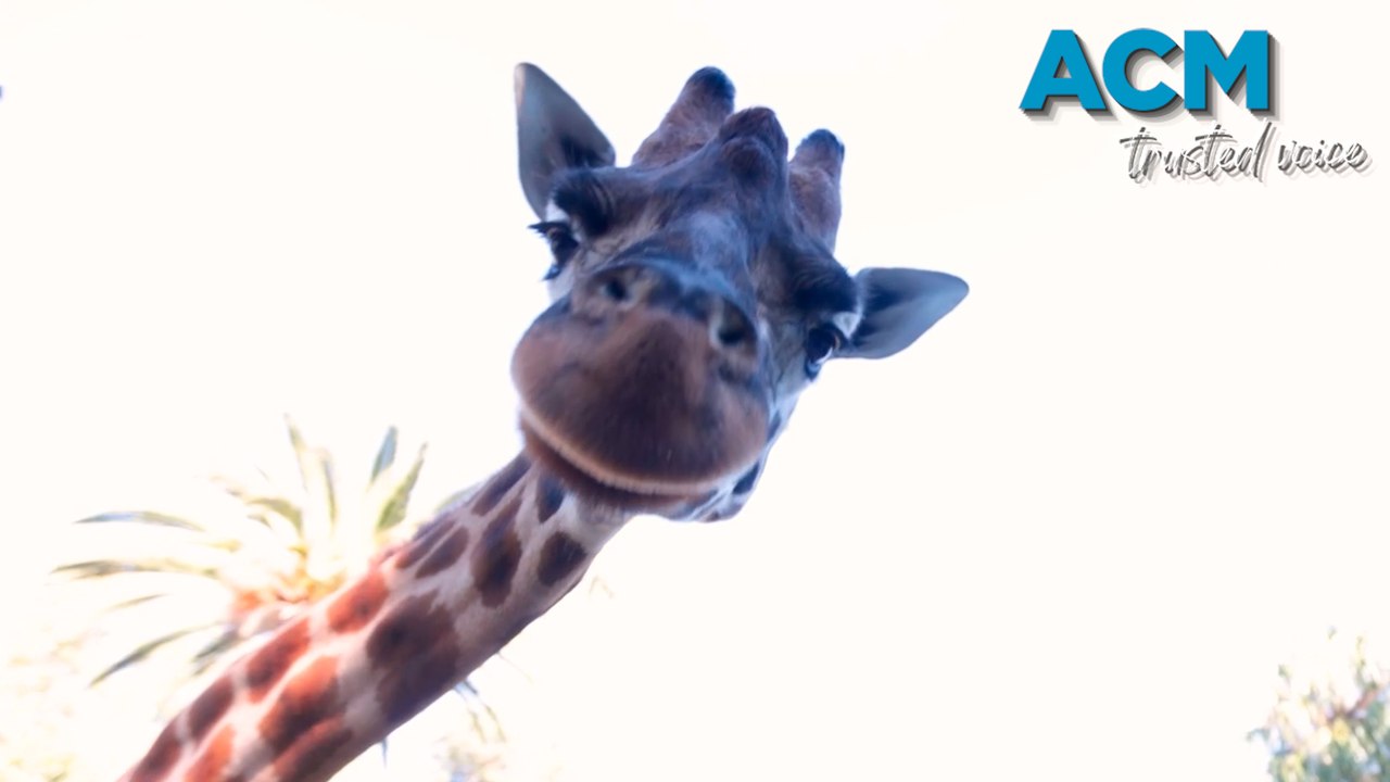 How does a giraffe go to the dentist?