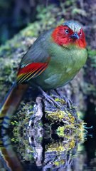 All video about birds life and hunting birds etc