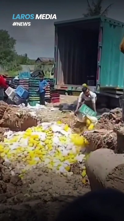 Warga Nekat Ambil Mangga Ilegal yang Dimusnahkan Bea Cukai dengan Cairan Pembusuk