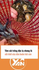 Tôm cùi trông độc lạ nhưng là nỗi khổ của dân buôn hải sản
