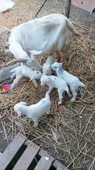 All video about birds life and hunting birds etc