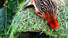 All video about birds life and hunting birds etc
