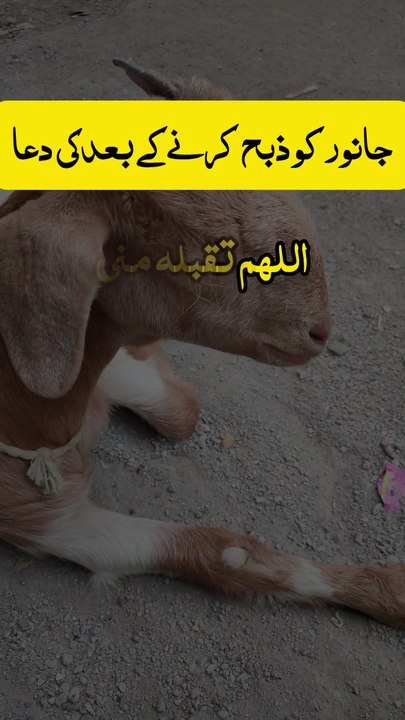 Dua after sacrificing -- قربانی کے بعد کی دعا #Eid #Dailymotion #EidMubarak