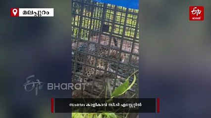 കെണി വച്ചത് കടുവയ്ക്ക് കുടുങ്ങിയത് പുള്ളിപ്പുലി; നരഭോജി കടുവയ്ക്കായി തിരച്ചില്‍ തുടരുന്നു- വീഡിയോ