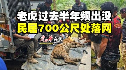 老虎过去半年频出没 民居700公尺处落网