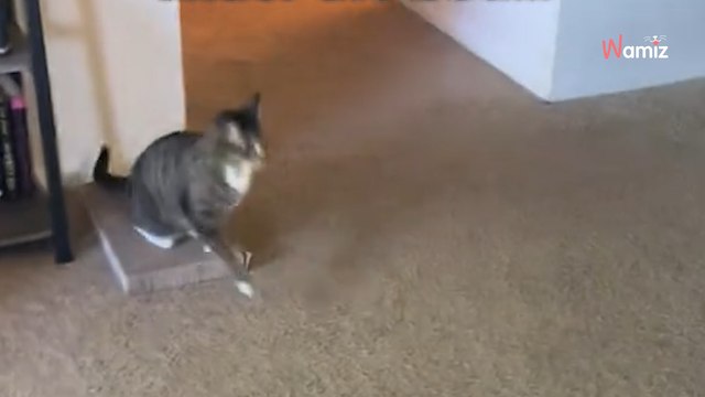 Ces chats regardent leurs maîtres faire les valises : un objet innocent sème le chaos devant 1,3M de personnes (vidéo)