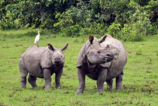 Rhino charges jeep at Assam's Manas national park