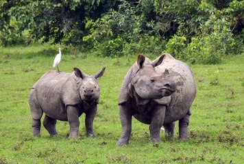 Rhino charges jeep at Assam's Manas national park
