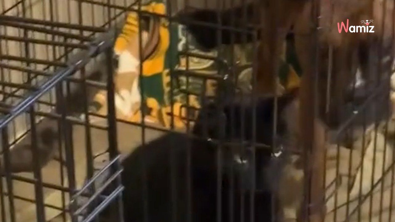 Elle rentre chez elle et découvre une drôle de surprise dans la cage de son chien (Vidéo)