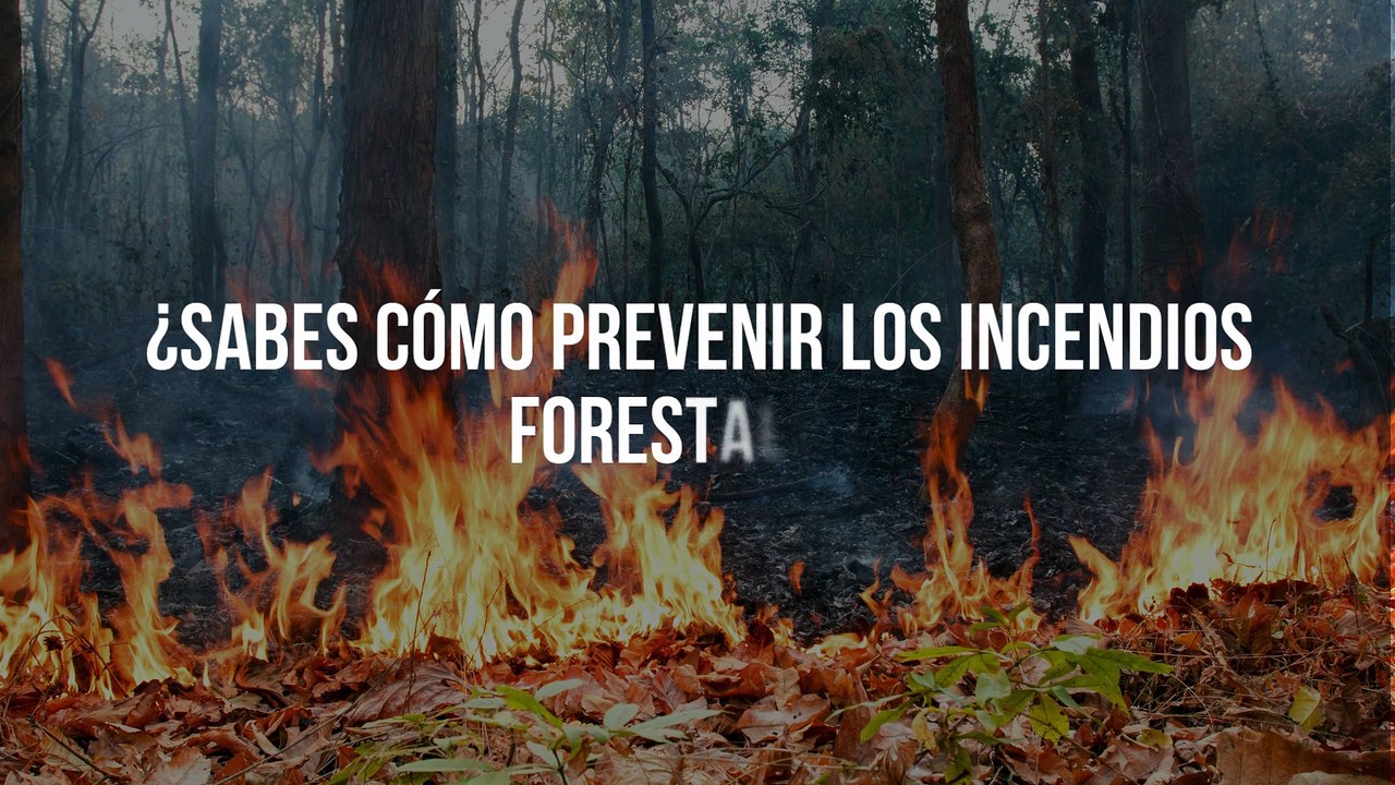 ¿Sabes cómo prevenir los incendios forestales? Demuéstralo