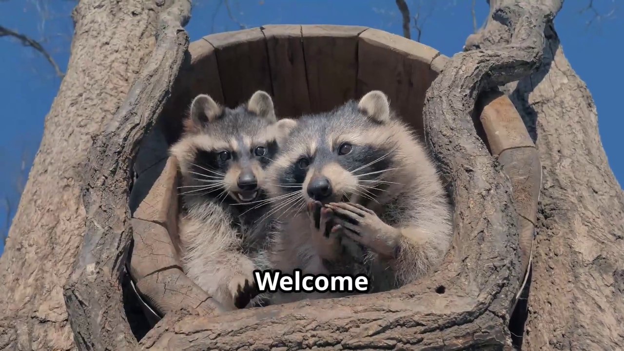 Raccoons as Pets : - Yay or Nay ?