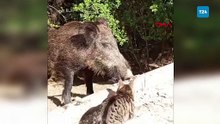 Yaban domuzu ile kedinin birlikte yemek yemesi kamerada