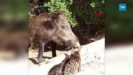 Yaban domuzu ile kedinin birlikte yemek yemesi kamerada