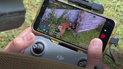 Le drone, laisse invisible pour guider les chiens militaires