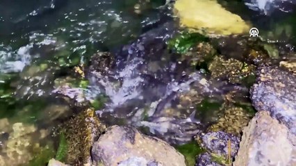Kolluk kuvvetleri Van'ın incileri için gece gündüz nöbette
