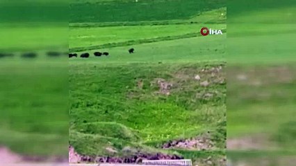 Horasan’da domuz sürüsü görüntülendi