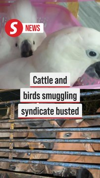 GOF thwarts smuggling of cattle and exotic birds into Kelantan