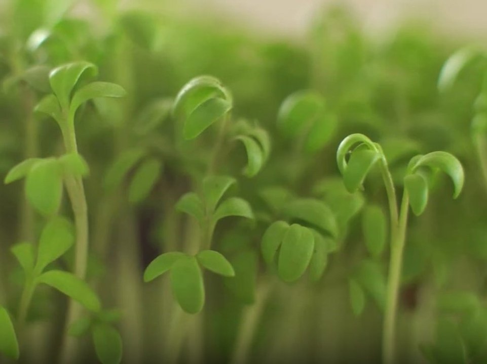 Besser als Spinat: Das ist das gesündeste Lebensmittel der Welt