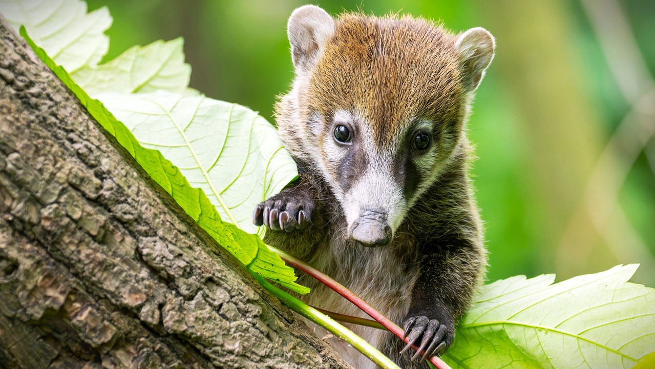 Nasenbären-Nachwuchs: Patchworkfamilie aus dem Tierreich