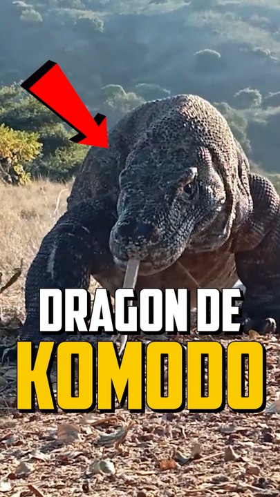 SI UN DRAGON DE KOMODO T’ATTAQUE ?!