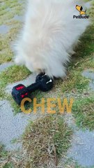 This Dumbbell Chew Toy is the perfect combo of fun + function  Great for fetch, tug, or solo play sessions