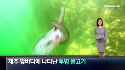 제주 앞바다에 나타난 ‘투명 물고기’