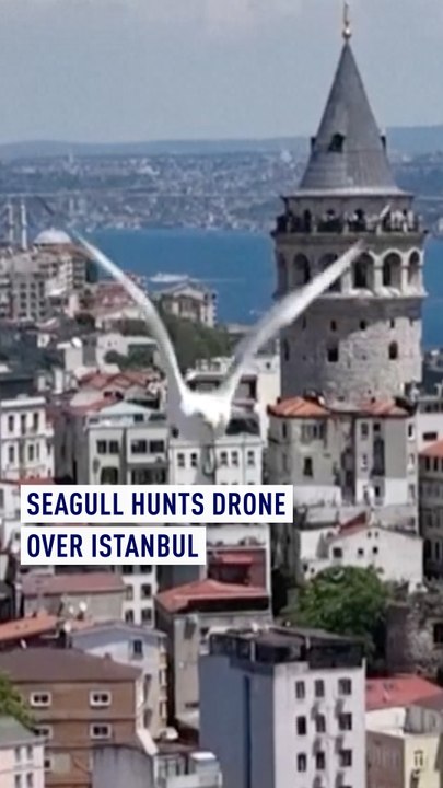 Seagull hunts drone over Istanbul