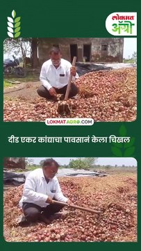 दीड एकर कांद्याचा पावसानं केला चिखल