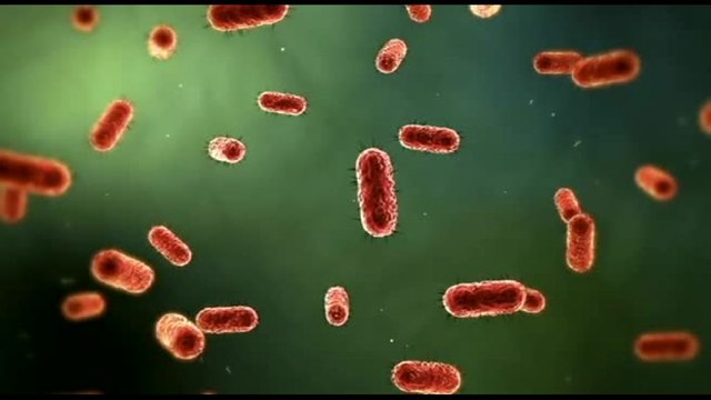 Campus Bio-Medico: microbiota elemento chiave della salute