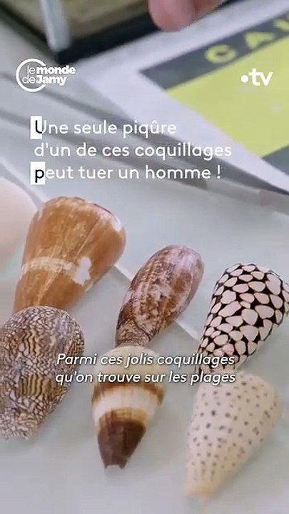 Le cone geographe