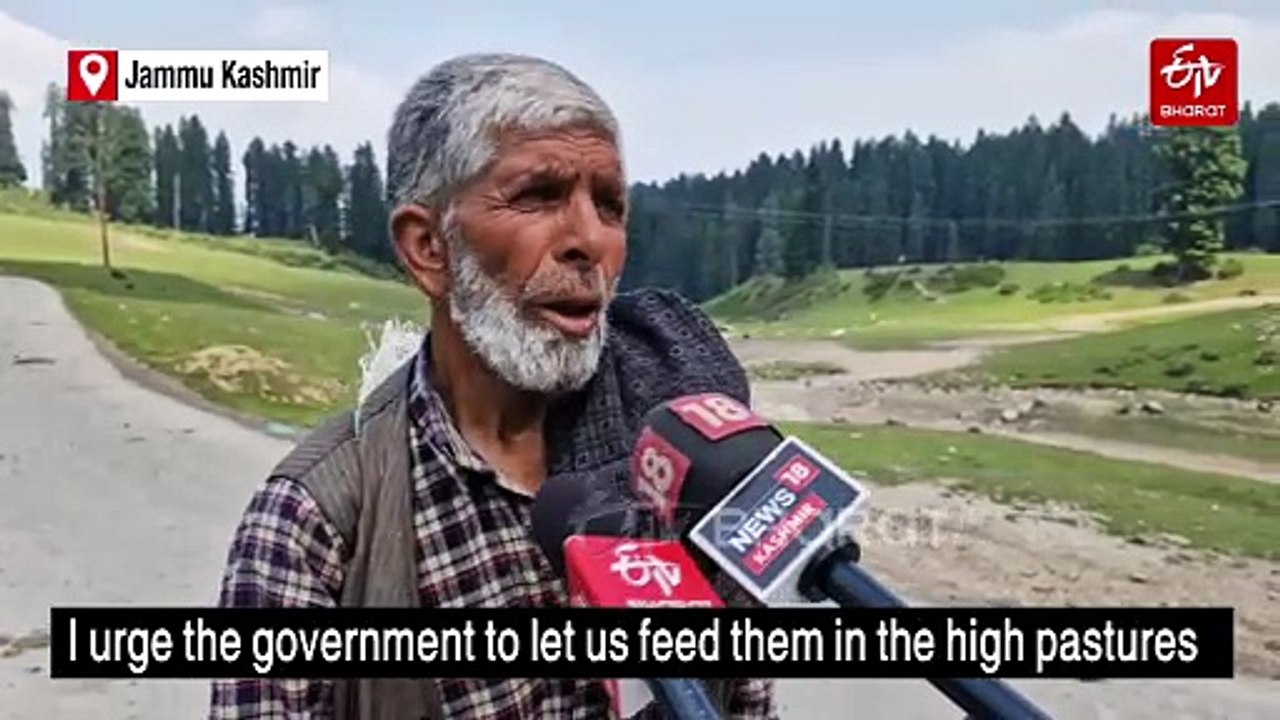 Thousands Of Livestock Stranded In Jammu Kashmir's Budgam As Migration To Cooler Pastures Is Denied Post Pahalgam Attack