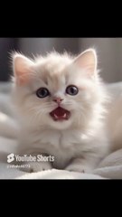 A white cute baby cat!! 😍 #cat #cute #lipsync #kitten #catlover