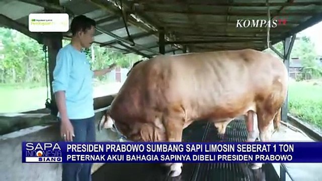 Presiden Prabowo Pilih Sapi Limosin Seberat 1 Ton dari Minahasa untuk Kurban di Manado